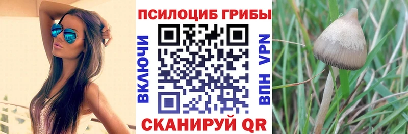 Галлюциногенные грибы Psilocybe  как найти наркотики  Люберцы 